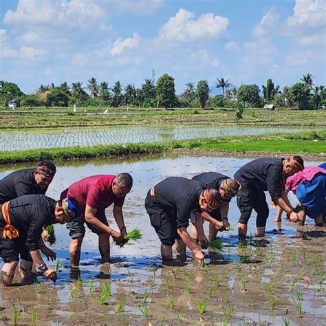 Gernas El Nino Di NTB Mentan SYL Tanam Padi Dan Pimpin Pembuatan