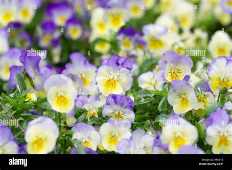 Blue Violas Flowers Hi Res Stock Photography And Images Alamy