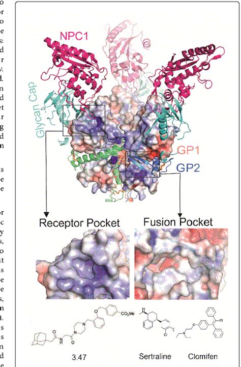 Structures Of Trimeric Ebola Virus Gp From Pdb Code Csy And Npc