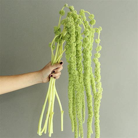 Designer Green Hanging Amaranthus