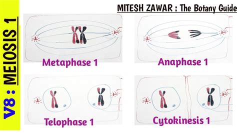 Meiosis 1 Stages Of Meiosis 1 Part 2 Metaphase 1 Anaphase 1