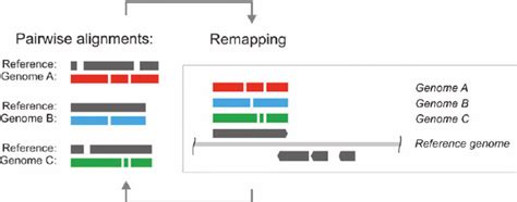 Genes Or Segments From Each Genome Are Compared With A Reference