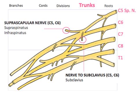 Brachial Plexus Muscles Flashcards Quizlet