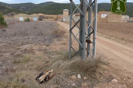 La SVO denuncia la muerte por electrocución de un águila imperial en un