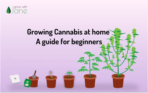 Growing Cannabis at home: a guide for beginners