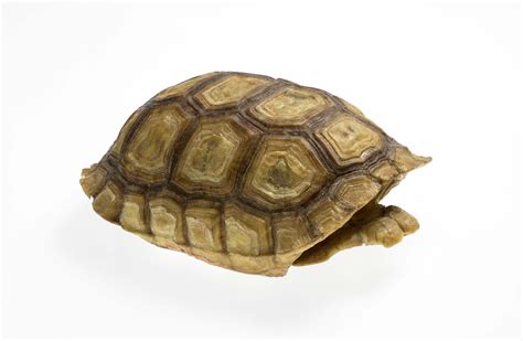 Lake Mead Virtual Museum | Tortoise Shell