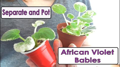 Separating And Potting African Violet Babies From A Leaf YouTube