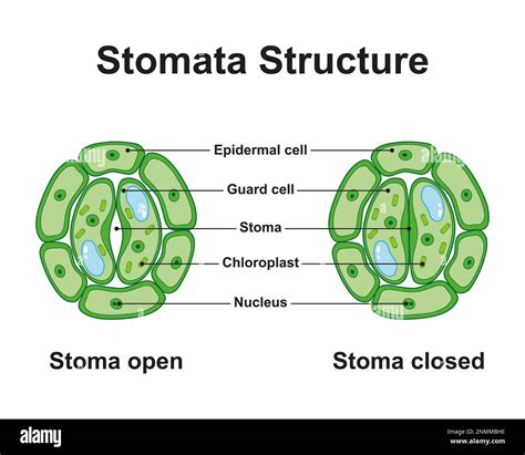 Stomata structure, illustration Stock Photo - Alamy