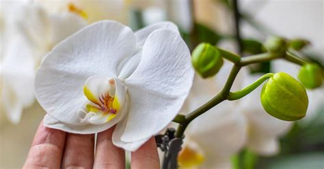 Comment faire refleurir une orchidée 6 astuces simples et efficaces