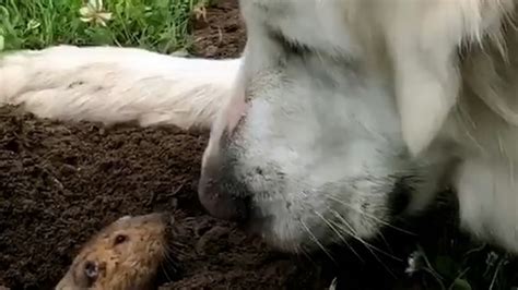 Ce chien géant sapproche dune marmotte vous nallez jamais croire la