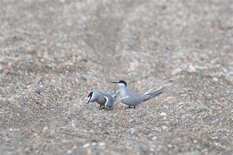 Aleutian Tern - Threatened, Endangered, and Diversity Program, Alaska ...