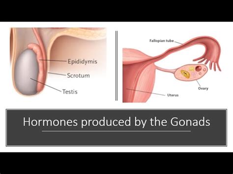 Gonads Hormones Sex Differences In The