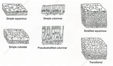 Illustration of Epithelium Types - Stock Image - F031/5310 - Science Photo Library