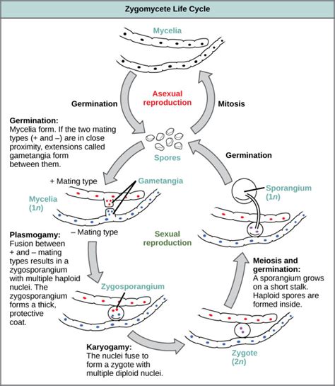 Zygomycota O Conjugado De Fungos Biologia Para Cursos Ii Micro Blogs