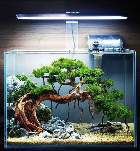 On Instagram Beautiful Bonsai Scape