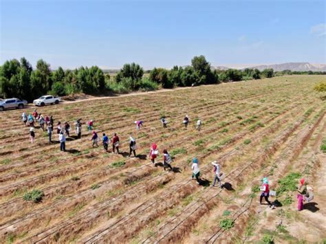 Sunafil El Sector Agrario Es Uno De Los Que Menos Denuncias Recibimos