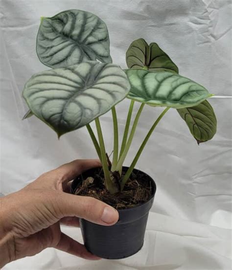 Alocasia 'Silver Dragon' - Tropics @Home