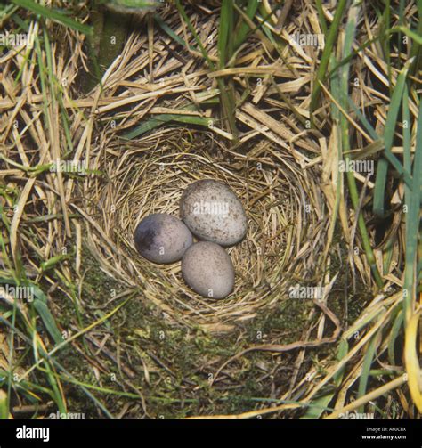 Meadow Pipit Anthus pratensis Close up of nest two Pipit eggs and one ...