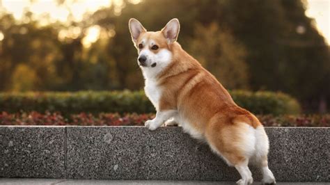 Exploring Pembroke Welsh Corgis Tails