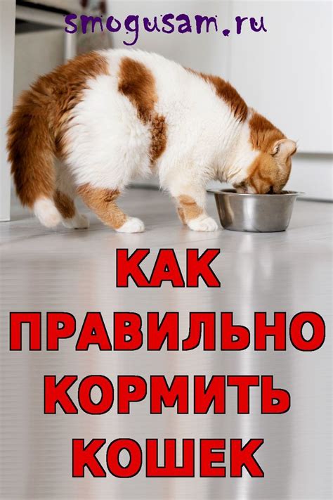 КАК ПРАВИЛЬНО КОРМИТЬ КОШЕК | Чем НЕЛЬЗЯ кормить кошек | Как КОРМИТЬ ...