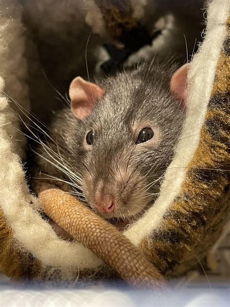 Rest in Peace Pebble, you‘re gonna be missed : r/RATS