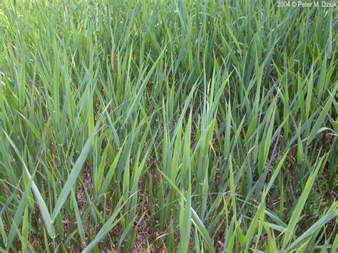 Phalaris Arundinacea Reed Canary Grass Minnesota Wildflowers