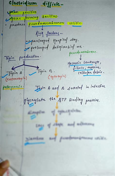 SOLUTION Clostridium Difficle Microbiology Studypool