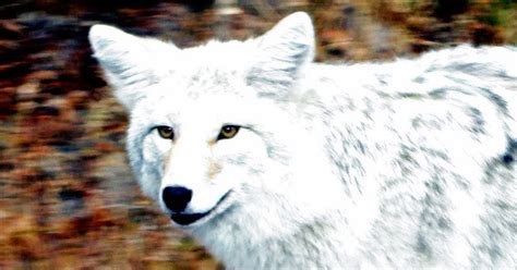 White Wolf : White-y coyote: Newfoundland animal profiled in National Geographic with Video