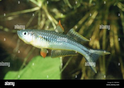 Forked Tail Rainbowfish Pseudomugil Furcatus Stock Photo Alamy