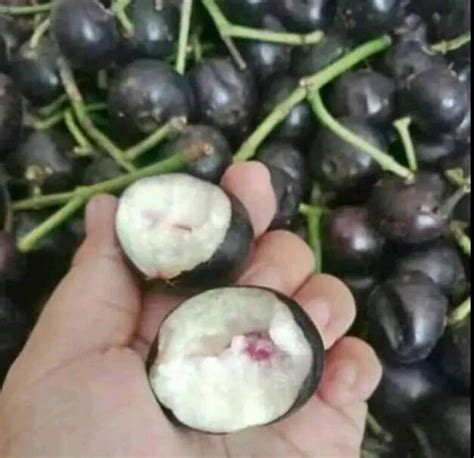 buah kupa  gowok segar fress lazada indonesia