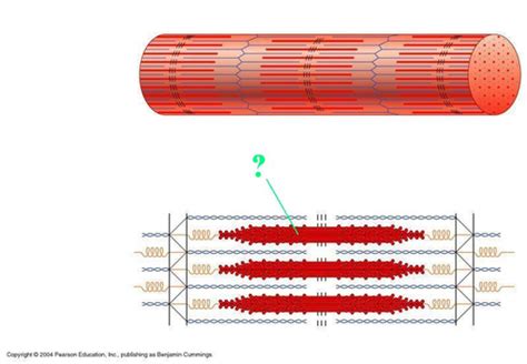 Skeletal Muscle Practice Quiz Questions Flashcards Quizlet