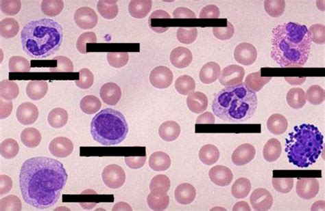 Blood Smear Lab Diagram Quizlet