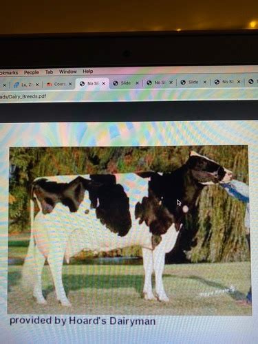 Dairy Cattle Breeds Flashcards Quizlet