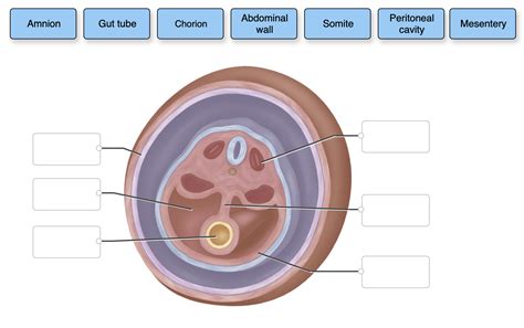 Solved Identify The Anatomical Structures Shown In The Chegg