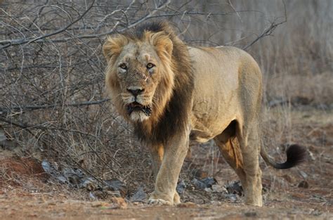 Asiatic Lion Vs African Lion