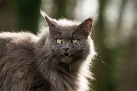 Maine Coon Cat Showing Teeth In Forest Stock Image Image Of Front Coon 205016997