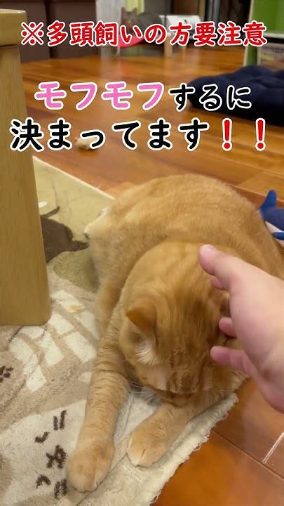 多頭飼いの方要注意です【すずつむふう】 猫かわいい 猫動画 猫 猫のいる暮らし 茶トラ すずつむふう キジトラ 注意 Youtube