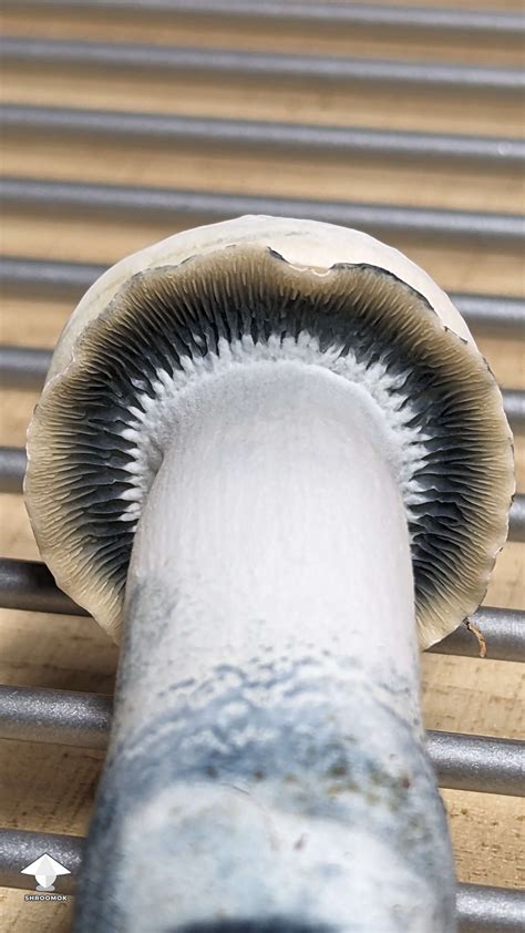 Cubensis Roger Rabbit mushroom strain