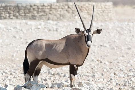 Gemsbok Antelope — Stock Photo © fouroaks #2319575