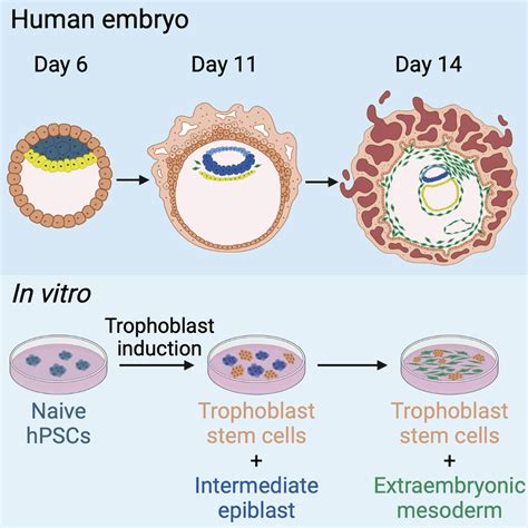 Modeling Human Extraembryonic Mesoderm Cells Using Naive Pluripotent