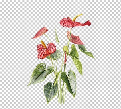 Ilustraci N De La Flor De Dibujo De Papel Anthurium Andraeanum