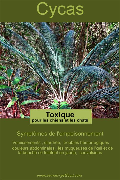 Attention Aux Cycas Plantes Toxiques Pour Le Chien Et Le Chat