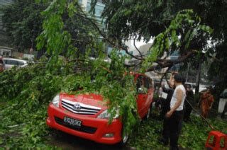 Kendaraan Tertimpa Pohon Tumbang Akibat Hujan Deras Datatempo