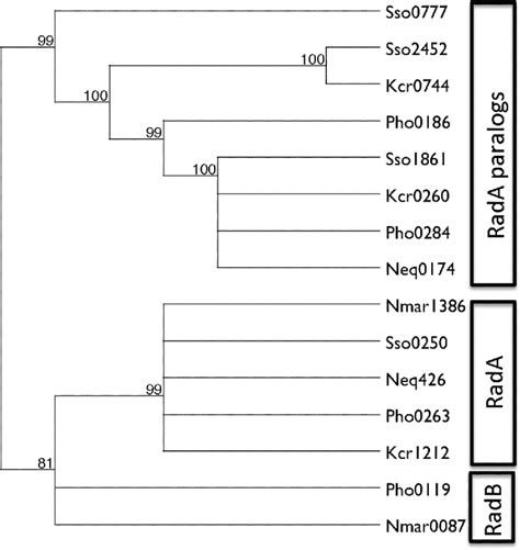 Figure From Structural And Functional Characterisation Of A Conserved