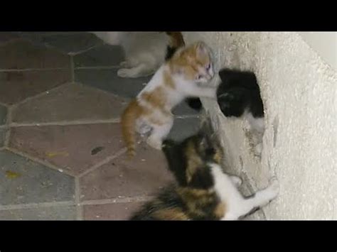 Kittens Unstoppable Fun Cute And Funny Kittens Funny Kittens