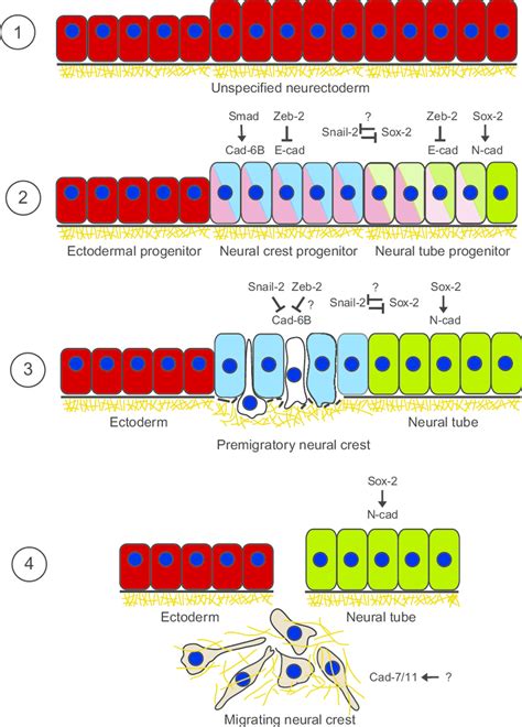 Coordinated Regulation Of Cadherin Expression During Ncc Specification