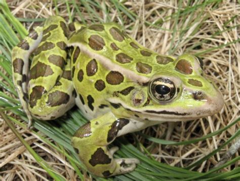 Northern Leopard Frog - Boreal Forest