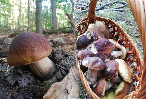 Piękne prawdziwki z lasu pod Koronowem Udało się uzbierać cały kosz