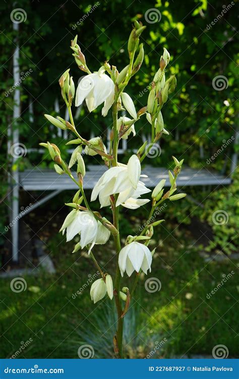 Yucca Blooming With White Flowers In July Yucca Is A Genus Of