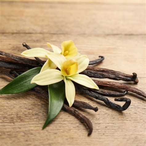Vanilla Flavor | Buy Wholesale From Bulk Apothecary 